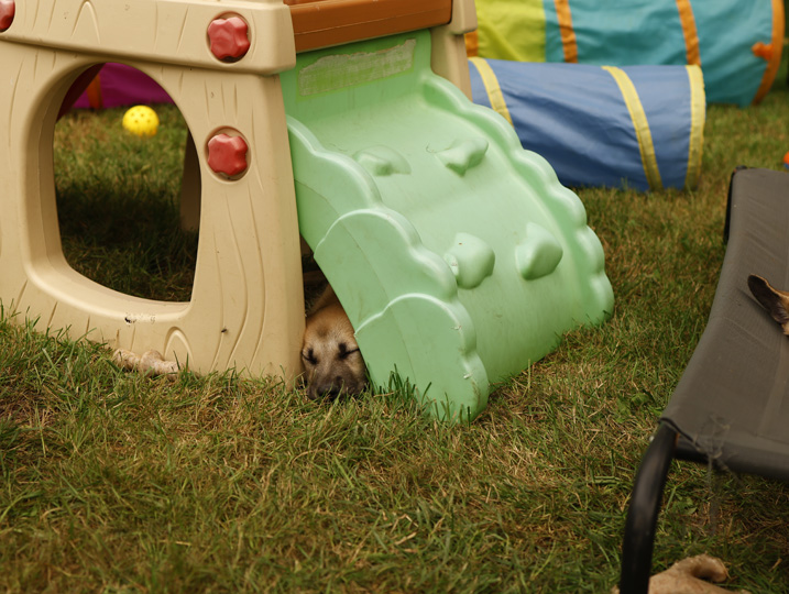 chinook dog